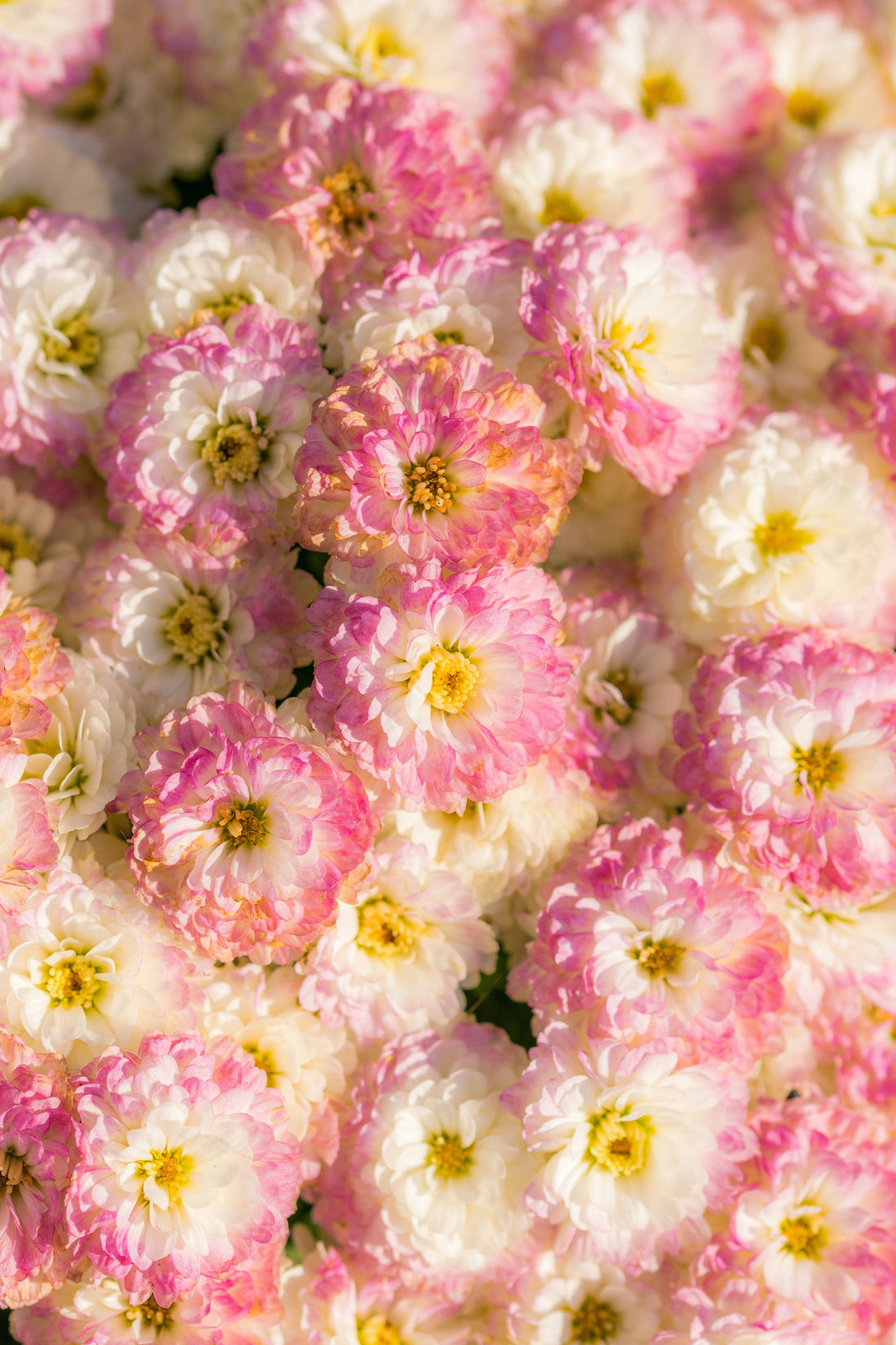 List of Affordable Flower Shops in Lahore