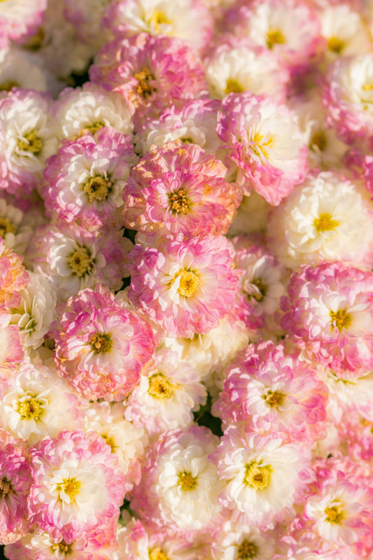 A bunch of flowers - Flower House