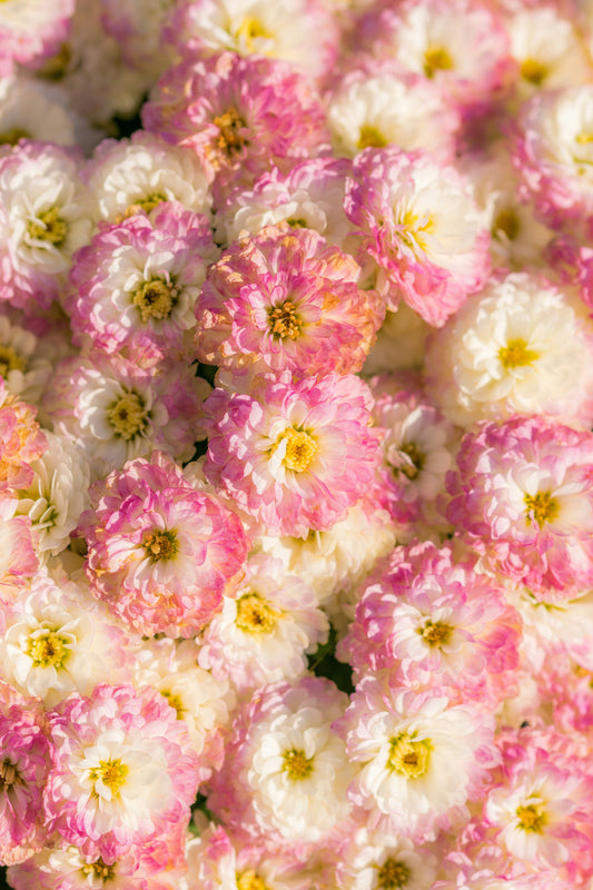List of Affordable Flower Shops in Lahore